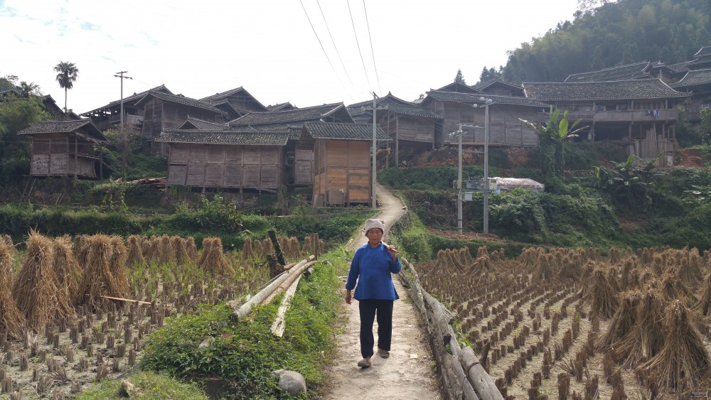 豐收的田園,豐收的烏公村