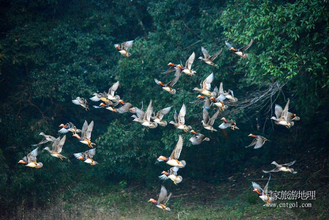 進(jìn)入初冬，大批野生鴛鴦陸續(xù)飛抵江西婺源縣賦春鎮(zhèn)鴛鴦湖越冬，小精靈們?cè)诤嫔匣蛳嗷ヒ蕾?、卿卿我我；或隨波逐流、嬉戲打鬧，悠閑自在生活在青山綠水之間，優(yōu)良的水域和豐富的湖畔闊葉林，為鴛鴦過冬提供良好生存環(huán)境，婺源鴛鴦湖已成為亞洲最大的野生鴛鴦越冬棲息地。（攝于12月4日下午）