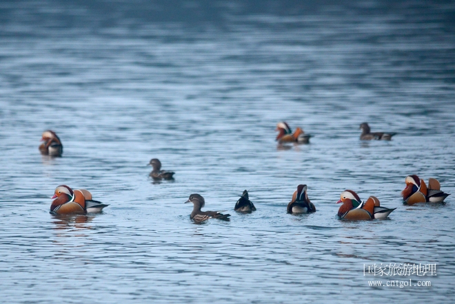 進(jìn)入初冬，大批野生鴛鴦陸續(xù)飛抵江西婺源縣賦春鎮(zhèn)鴛鴦湖越冬，小精靈們?cè)诤嫔匣蛳嗷ヒ蕾?、卿卿我我；或隨波逐流、嬉戲打鬧，悠閑自在生活在青山綠水之間，優(yōu)良的水域和豐富的湖畔闊葉林，為鴛鴦過冬提供良好生存環(huán)境，婺源鴛鴦湖已成為亞洲最大的野生鴛鴦越冬棲息地。（攝于12月4日下午）