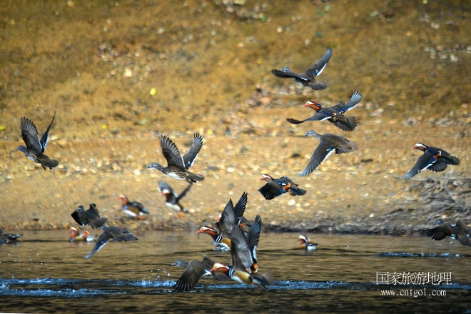 進(jìn)入初冬，大批野生鴛鴦陸續(xù)飛抵江西婺源縣賦春鎮(zhèn)鴛鴦湖越冬，小精靈們?cè)诤嫔匣蛳嗷ヒ蕾?、卿卿我我；或隨波逐流、嬉戲打鬧，悠閑自在生活在青山綠水之間，優(yōu)良的水域和豐富的湖畔闊葉林，為鴛鴦過冬提供良好生存環(huán)境，婺源鴛鴦湖已成為亞洲最大的野生鴛鴦越冬棲息地。（攝于12月4日下午）