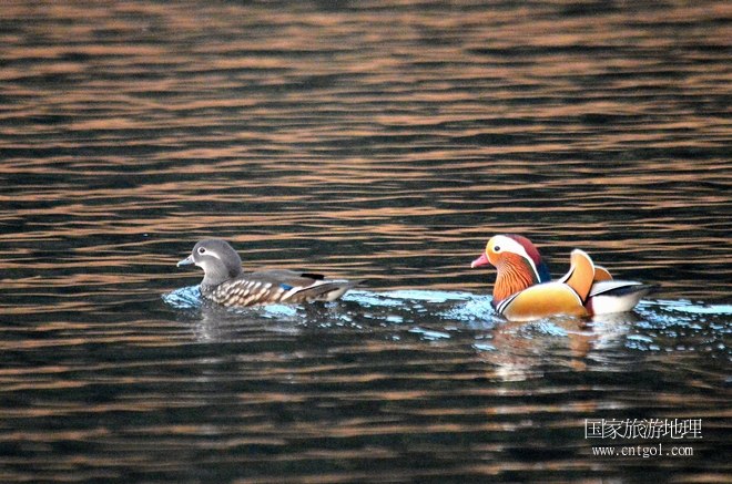 進(jìn)入初冬，大批野生鴛鴦陸續(xù)飛抵江西婺源縣賦春鎮(zhèn)鴛鴦湖越冬，小精靈們?cè)诤嫔匣蛳嗷ヒ蕾?、卿卿我我；或隨波逐流、嬉戲打鬧，悠閑自在生活在青山綠水之間，優(yōu)良的水域和豐富的湖畔闊葉林，為鴛鴦過冬提供良好生存環(huán)境，婺源鴛鴦湖已成為亞洲最大的野生鴛鴦越冬棲息地。（攝于12月4日下午）